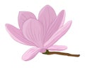 Magnolia pink flower vector illustration